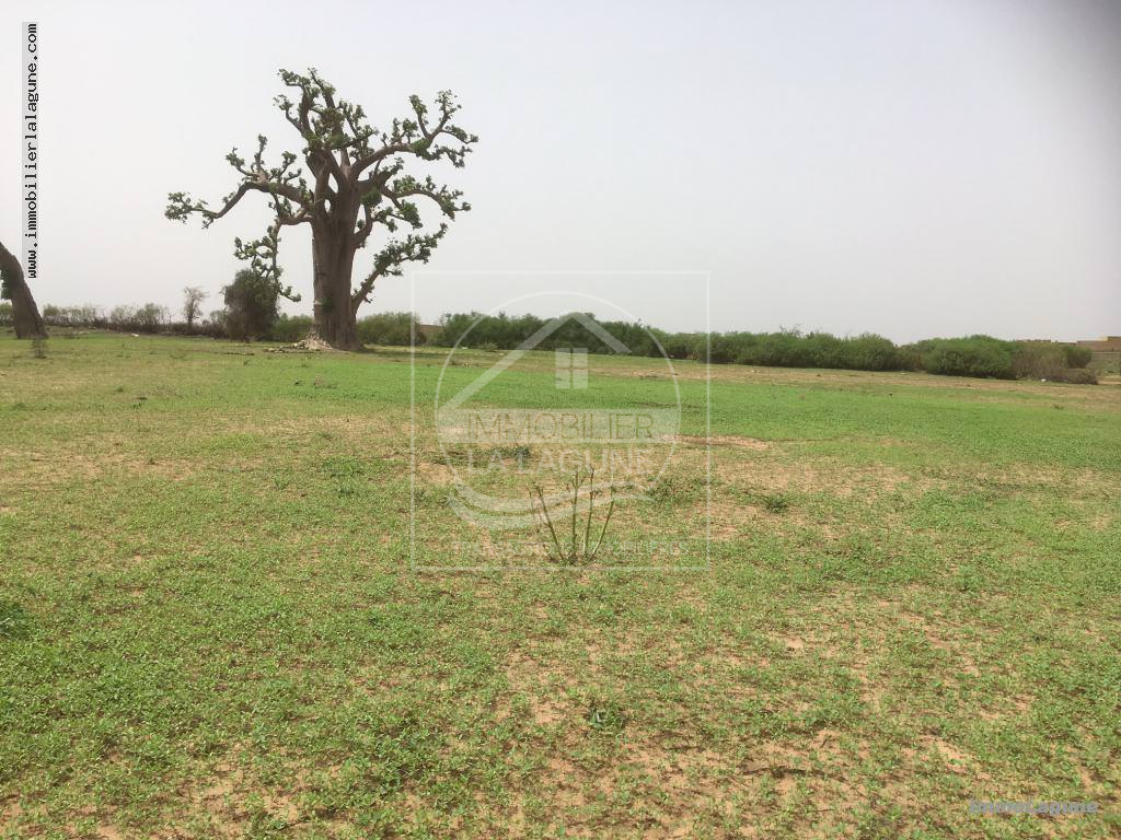 Agence Immobilière Saly Sénégal - T2246 - Terrain à NGUERIGNE - T2246 terrain à vendre à nguerigne senegal