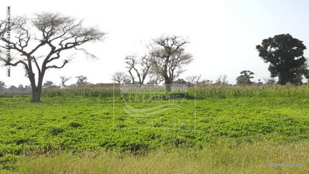 Agence Immobilière Saly Sénégal - T2332 - Terrain à NGUEKHOKH - T2332 terrain en vente a nguekokh senegal