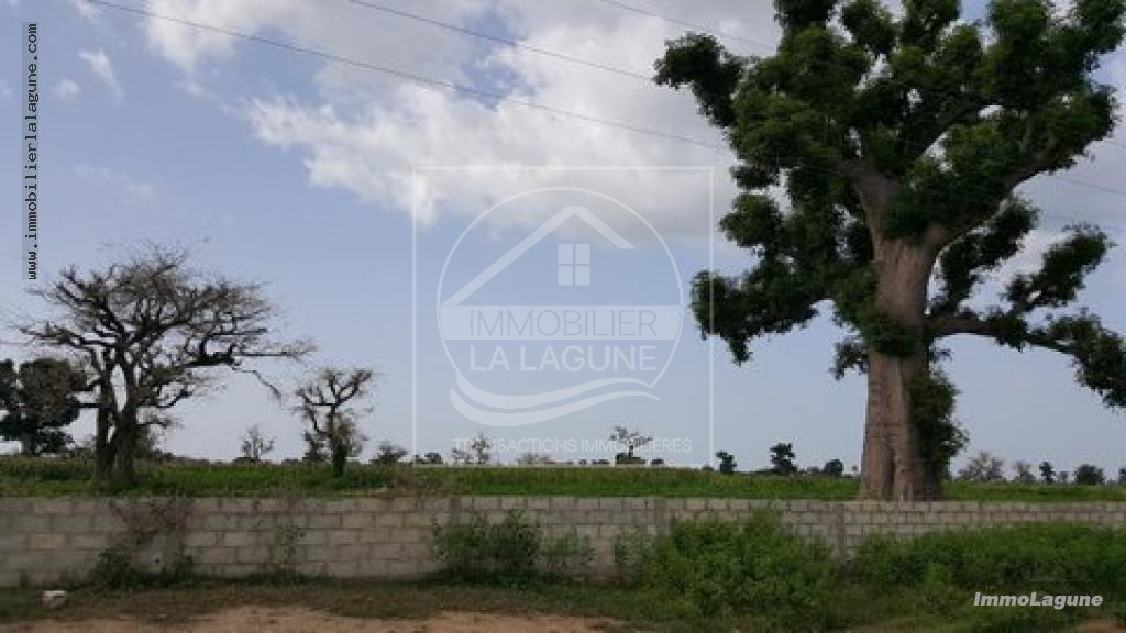 Agence Immobilière Saly Sénégal - T2332 - Terrain à NGUEKHOKH - T2332 terrain a acheter a nguekokh senegal