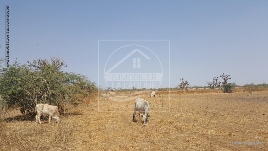 Agence Immobilière Saly Sénégal - T2337 - Terrain à SINDIA - T2337 terrain en vente à nguekokh senegal