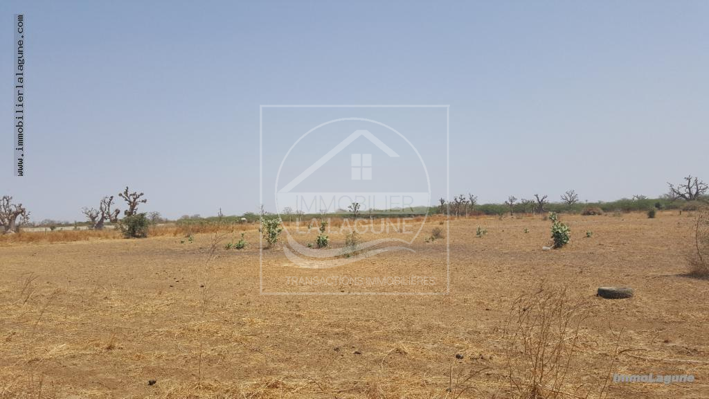Agence Immobilière Saly Sénégal - T2337 - Terrain à SINDIA - T2337 terrain a acheter a nguekokh senegal