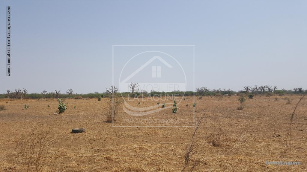 Agence Immobilière Saly Sénégal - T2337 - Terrain à SINDIA - T2337 terrain a acheter à nguekokh senegal