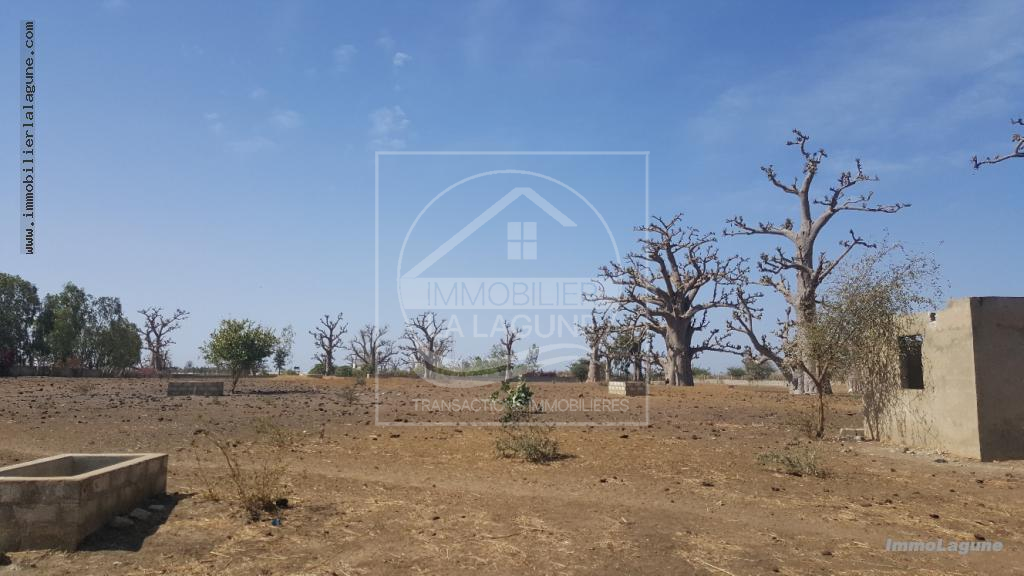 Agence Immobilière Saly Sénégal - T2490 - Terrain à SINDIA - T2490 Terrain en vente à Sindia