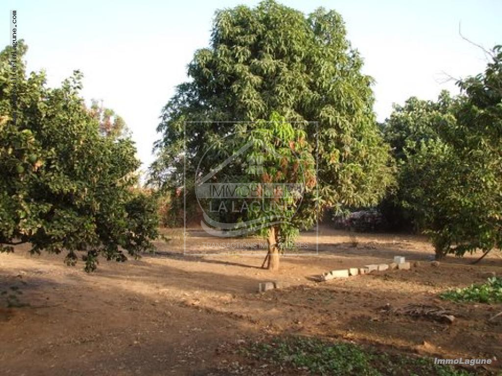 Agence Immobilière Saly Sénégal - T2131 - Terrain à NGAPAROU - T2131 terrain-a-vendre-ngaparou-senegal