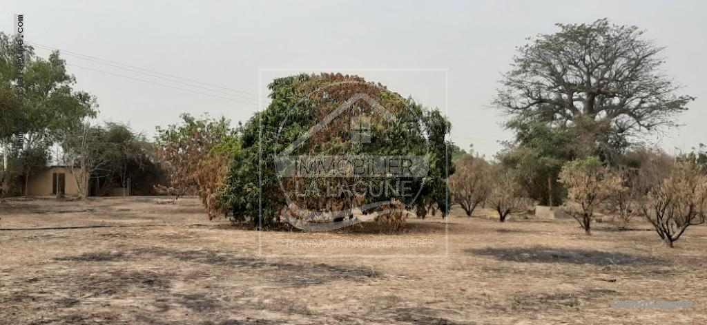 Agence Immobilière Saly Sénégal - T2598 - Terrain à NGAPAROU - T2598 terrain-a-vendre-nguerigne