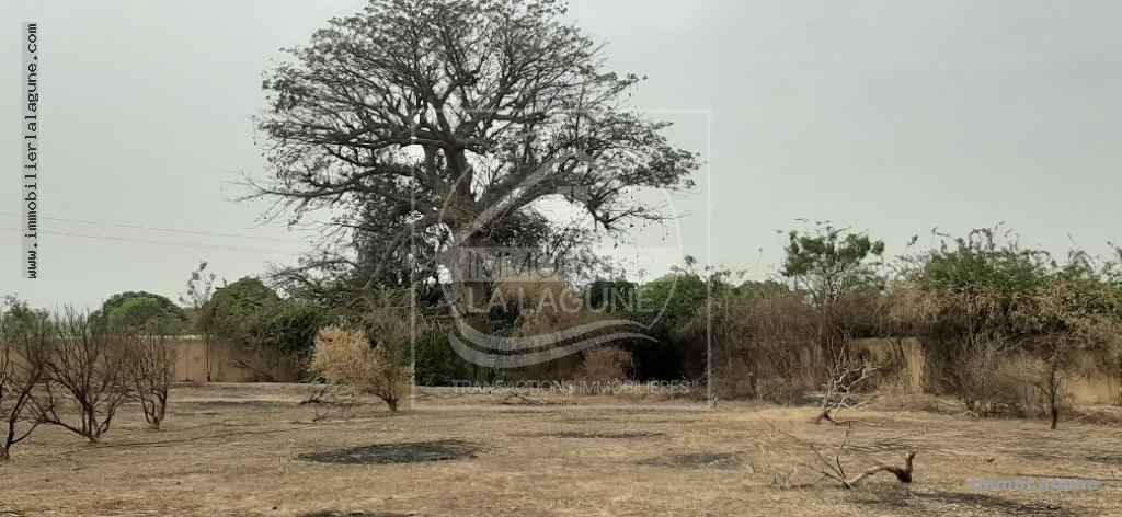 Agence Immobilière Saly Sénégal - T2598 - Terrain à NGAPAROU - T2598 terrain-a-vendre-nguerigne