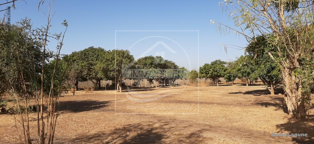 Agence Immobilière Saly Sénégal - T2600 - Terrain à NGUERIGNE - T2600-terrain-en-vente-a-nguerigne-bamabra-senegal