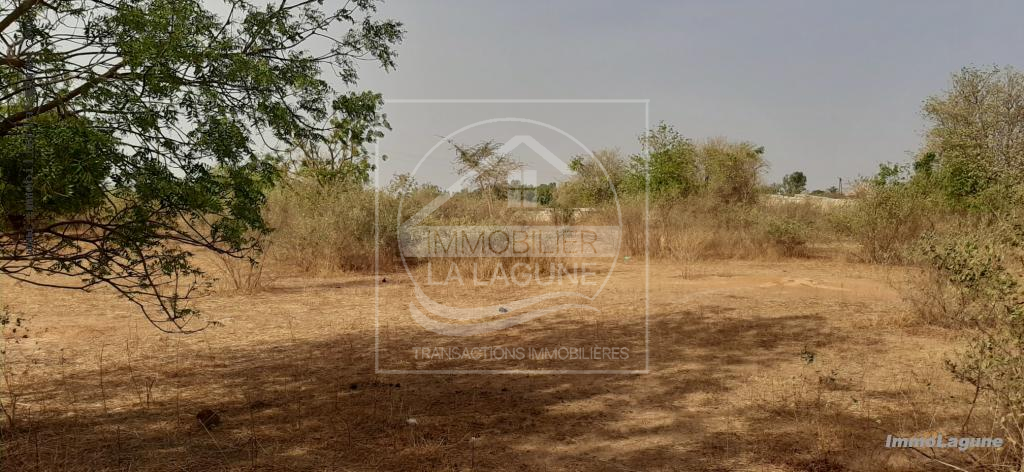 Agence Immobilière Saly Sénégal - T2644 - Terrain à NGUERIGNE - T2644-terrain-en-vente-a-nguerigne-bambara-senegal