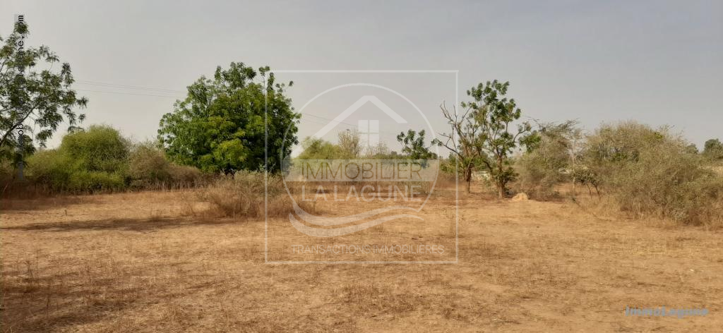 Agence Immobilière Saly Sénégal - T2644 - Terrain à NGUERIGNE - T2644-terrain-en-vente-a-nguerigne-bambara-senegal