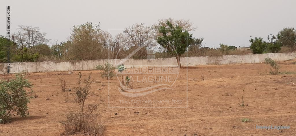 Agence Immobilière Saly Sénégal - T2662 - Terrain à NGUERIGNE - T2662-terrain-en-vente-a-nguerigne-senegal