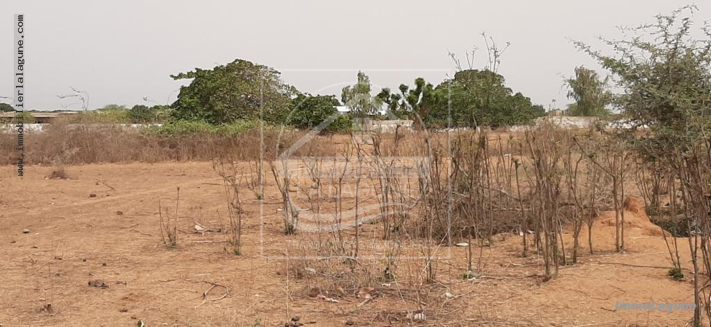 Agence Immobilière Saly Sénégal - T2670 - Terrain à NGUERIGNE - T2670-terrain-en-vente-a-nguerigne-senegal