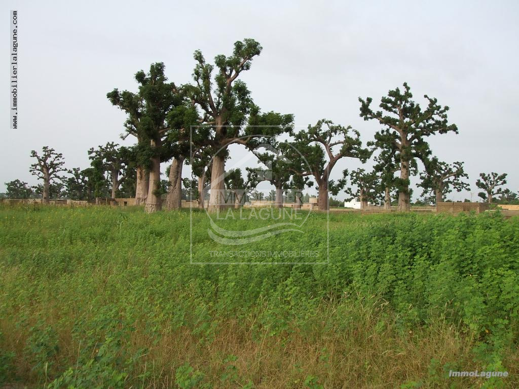 Agence Immobilière Saly Sénégal - T2710 - Terrain à NGUEKHOKH - T2710-terrain-en-vente-a-nguekokh-senegal