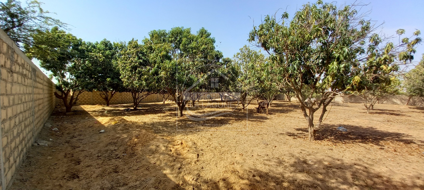 Agence Immobilière Saly Sénégal - T2725 - Terrain à NGAPAROU - 