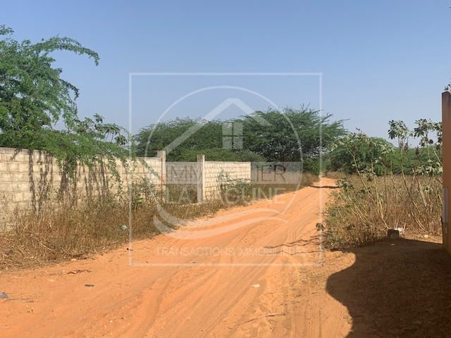 Agence Immobilière Saly Sénégal - T2833 - Terrain à SOMONE - T2833 Terrain a vendre a somone senegal