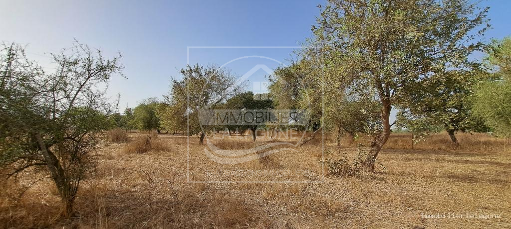 Agence Immobilière Saly Sénégal - T3145 - Terrain à FIMELA - T3145-terrain-a-vendre-a-fimela-djilor-senegal