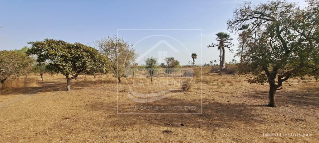 Agence Immobilière Saly Sénégal - T3145 - Terrain à FIMELA - T3145-terrain-a-vendre-a-fimela-djilor-senegal