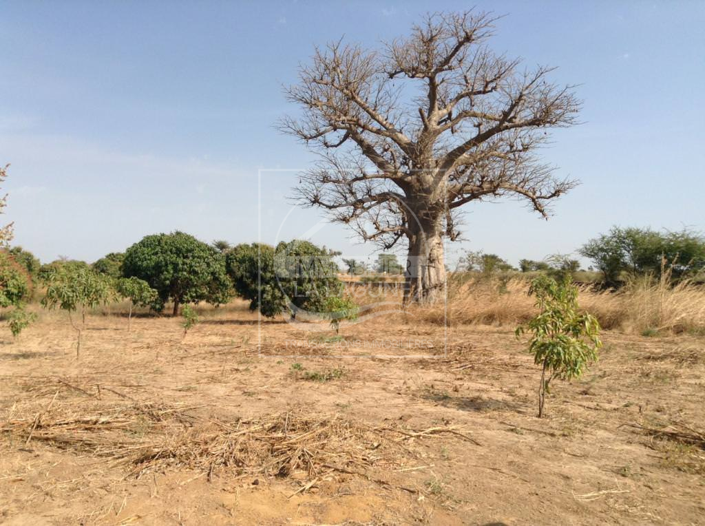 Agence Immobilière Saly Sénégal - T1945 - Terrain à NGUERIGNE - t1945 grand terrain à vendre à nguering senegal