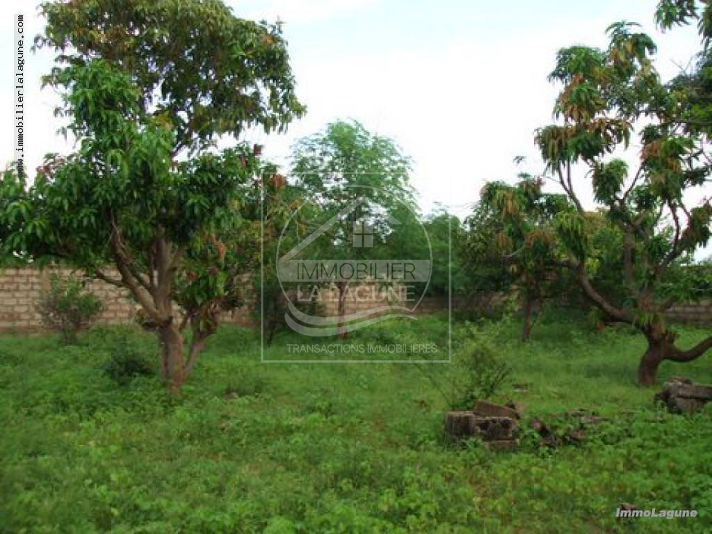 Agence Immobilière Saly Sénégal - T1233 - Terrain à N'DIOROKH - T1233 Terrain à vendre à Ndiorokh Senegal