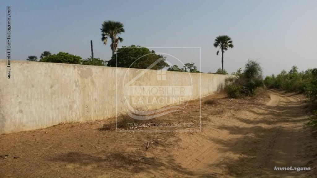 Agence Immobilière Saly Sénégal - T1969 - Terrain à FIMELA - T1969 Terrain à vendre Sine Saloum Senegal